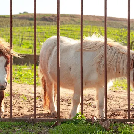 Quinta Da Murnalha Çiftlik konaklama *
