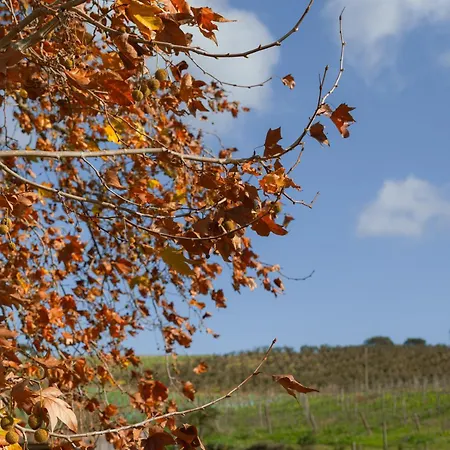 Quinta Da Murnalha בית חווה *