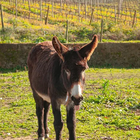 Quinta Da Murnalha